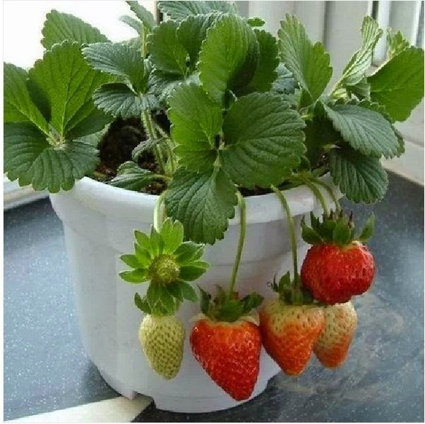 Dâu tây có thể trồng trong chậu đặt ở ban công. Với đất tơi xốp, phân hữu cơ, tưới nước hợp lý, cây dâu tây có thể cho trái sạch chỉ sau vài tháng. Ảnh: DautayDalat