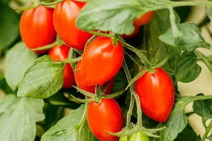 Vào thời kỳ ra quả, cà chua cần độ ẩm cao nhưng không nên tưới quá nhiều tránh hiện tượng úng rễ, vàng lá, thối lá, rụng quả. Ảnh: Facebook