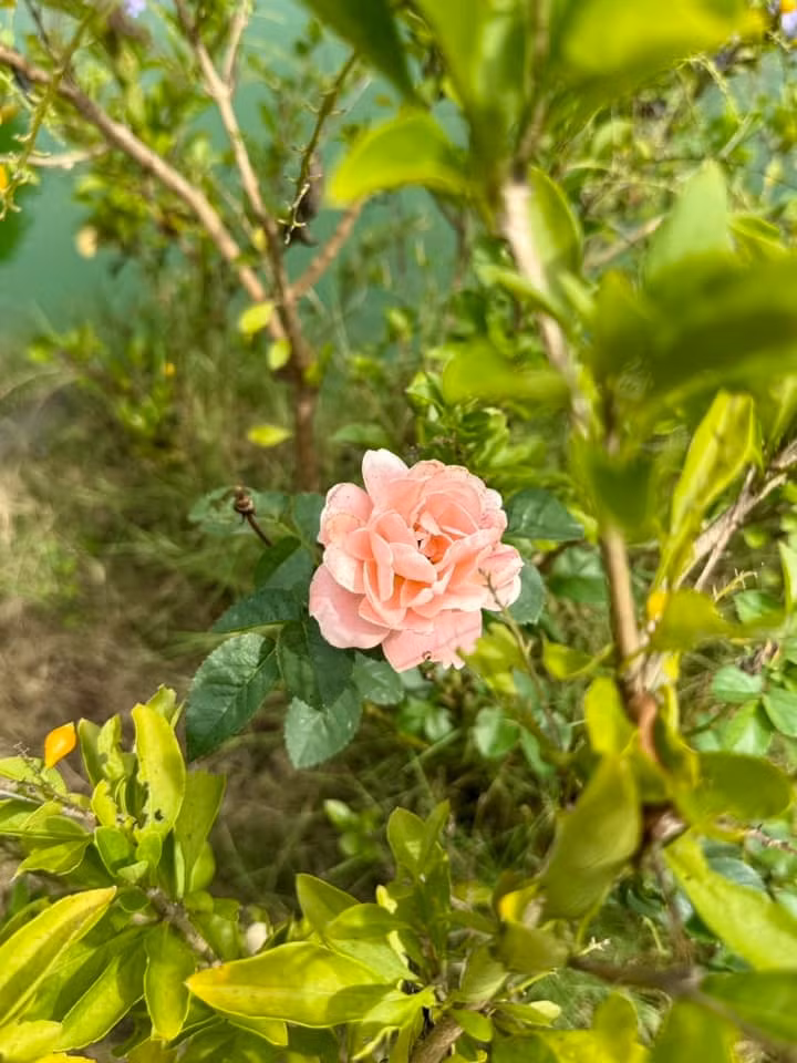 Ngoài trái cây, khu vườn còn có nhiều loại hoa. Ảnh: FB My Tam