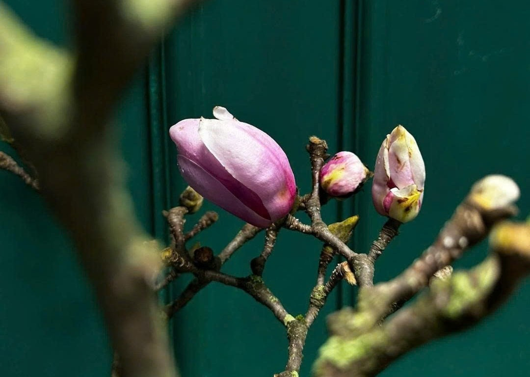 Theo kinh nghiệm của người bán hoa, cành mộc lan già thường có nụ mẩy, lớp lông bên ngoài mỏng, sờ vào thấy cứng thì tỉ lệ nở cao. Ảnh: FLORY