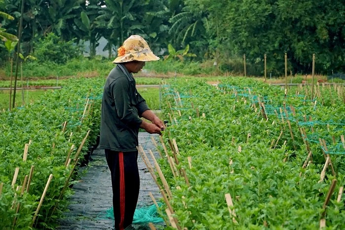 Tại làng hoa Thới An (TP HCM), thời điểm này là giai đoạn “chạy nước rút” cho vụ hoa Tết. Ảnh: Plo