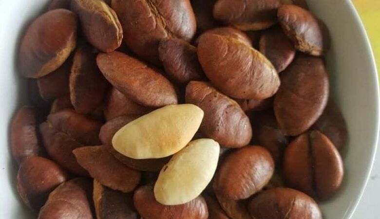 Khi ăn, hạt kơ nia có mùi tinh dầu đặc trưng xông lên mũi, vị béo nhẹ, ngọt bùi. Ảnh: Internet