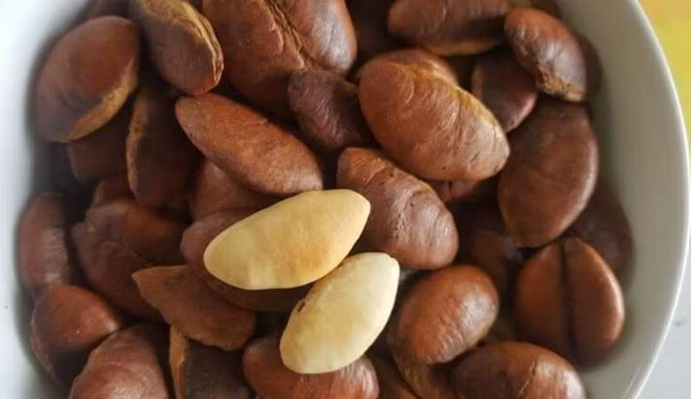 Khi ăn, hạt kơ nia có mùi tinh dầu đặc trưng xông lên mũi, vị béo nhẹ, ngọt bùi. Ảnh: Internet