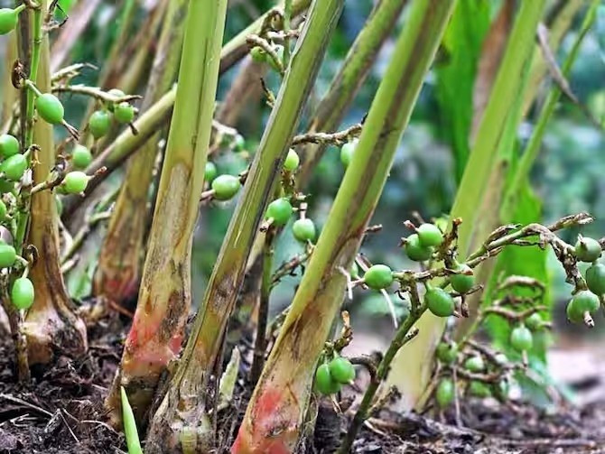 Loài cây này cao khoảng 2-3m, sống lâu năm. Rễ mọc bò, lá mọc thành 2 dãy. Ảnh: Dân Việt