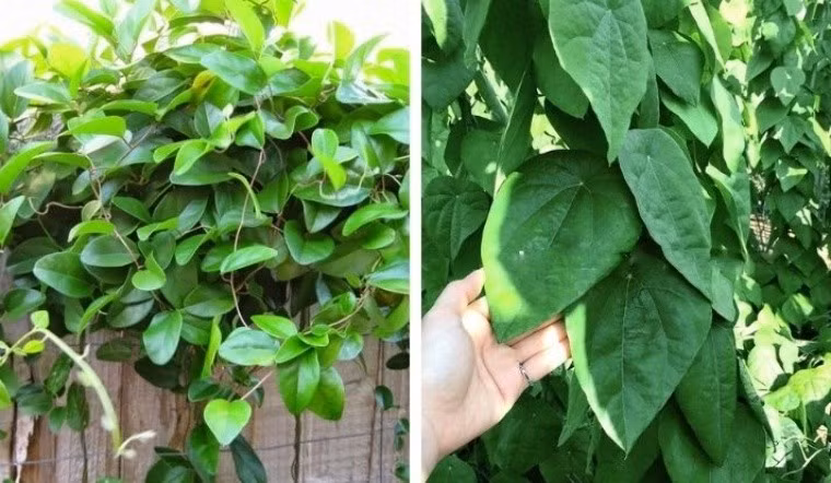 Cây sương sâm dễ trồng, sau khoảng 5-6 tháng có thể thu hoạch nếu chăm sóc tốt. Ảnh: Internet