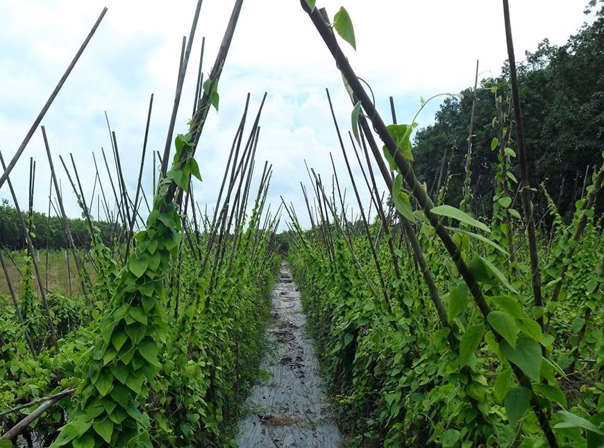 Để cây phát triển tốt, nên chọn chân đất nhiều mùn, nhiều dinh dưỡng và có cây chà chống đỡ. Trồng theo hàng phải làm luống. Ảnh: Internet