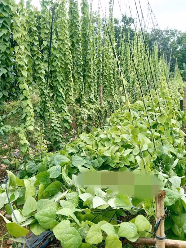 Trước kia mọc hoang dại nhưng nay cây sương sâm được trồng rộng rãi hơn để phục vụ nhu cầu thị trường. Ảnh: Bình Phước online