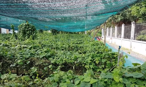 Lá sương sâm giá dao động từ 60.000 đến 100.000 đồng/kg. Lá đạt chất lượng sẽ cho thu hoạch từ 20 - 25 ngày một lần. Ảnh: Vietnamnet