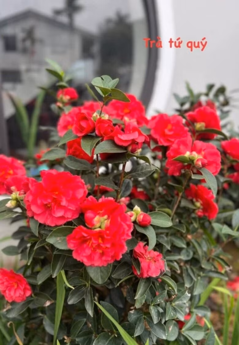Những bông trà đỏ rực, bung nở trước hiên nhà. Ảnh: FB Dang Diem Quynh