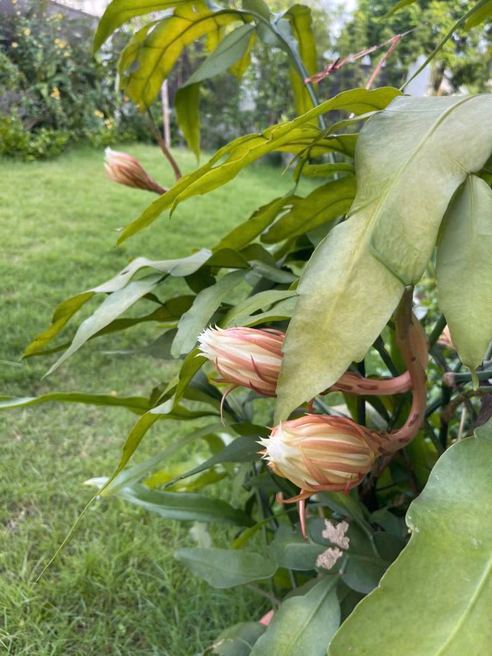 Hoa quỳnh được mưa nên nở liên tục. Ảnh: FB Dang Diem Quynh