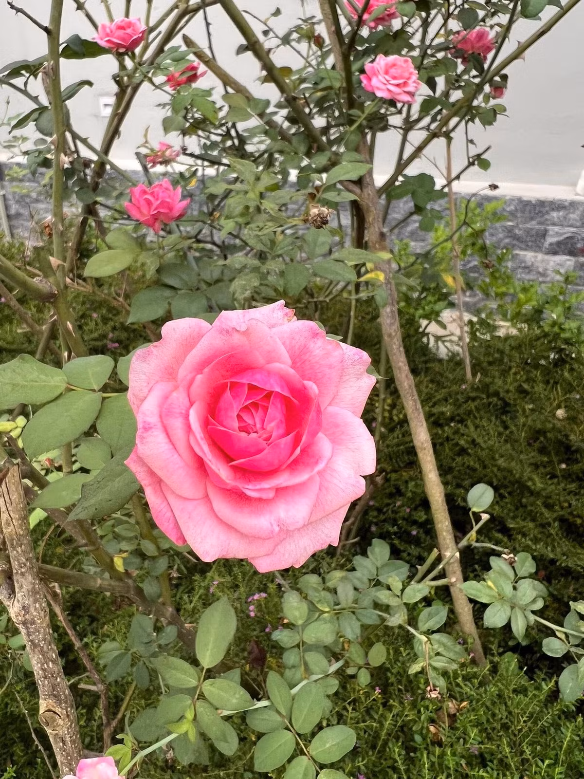 Nữ MC cho biết, hồng cổ Sapa mùa hè bé xíu. Ảnh: FB Dang Diem Quynh