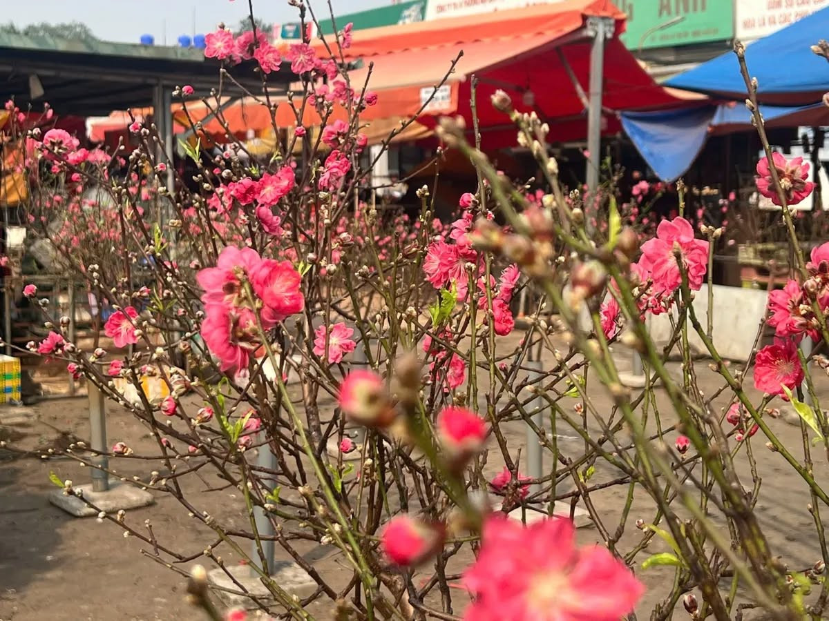 Cành đào cỡ nhỏ giá dao động từ 80.000 - 150.000 đồng/cành, được nhiều khách hàng lựa chọn vì phù hợp với không gian gia đình. Ảnh: VTV