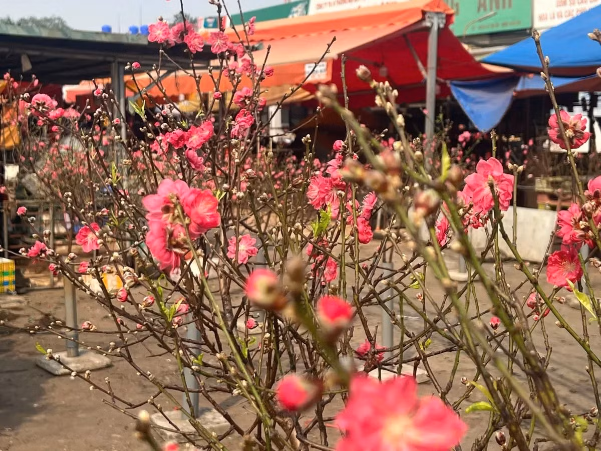 Cành đào cỡ nhỏ giá dao động từ 80.000 - 150.000 đồng/cành, được nhiều khách hàng lựa chọn vì phù hợp với không gian gia đình. Ảnh: VTV