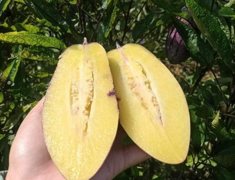 Dưa Pepino màu tím, nặng từ 200-300g/quả, vỏ khác mỏng, mùi thơm nhẹ. Ảnh: Arttimes