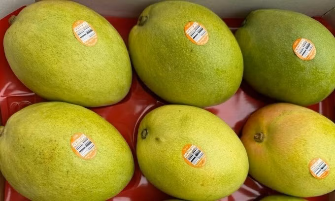 Thời gian gần đây, một số cửa hàng trái cây nhập khẩu ở Hà Nội và TP HCM bày bán xoài Kensington Pride. Đây là giống Kensington Pride nổi tiếng của Australia. Ảnh: Maui Foods