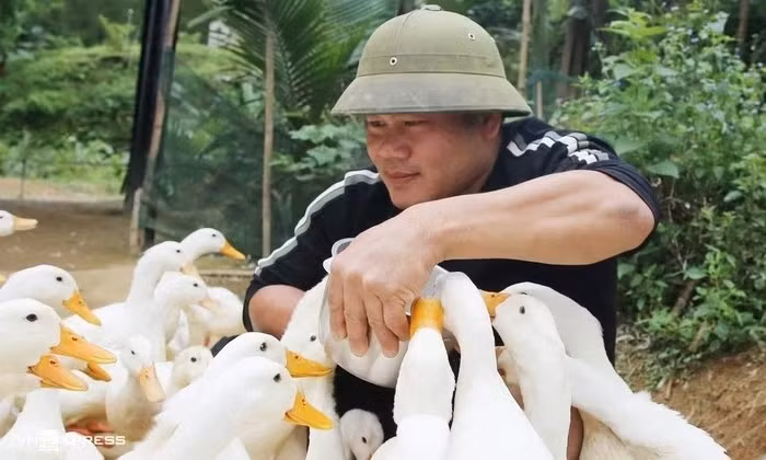 Để trải nghiệm cảm giác đàn vịt "massage", du khách chỉ cần rải thức ăn xung quanh mình. Ảnh: Báo Đà Nẵng