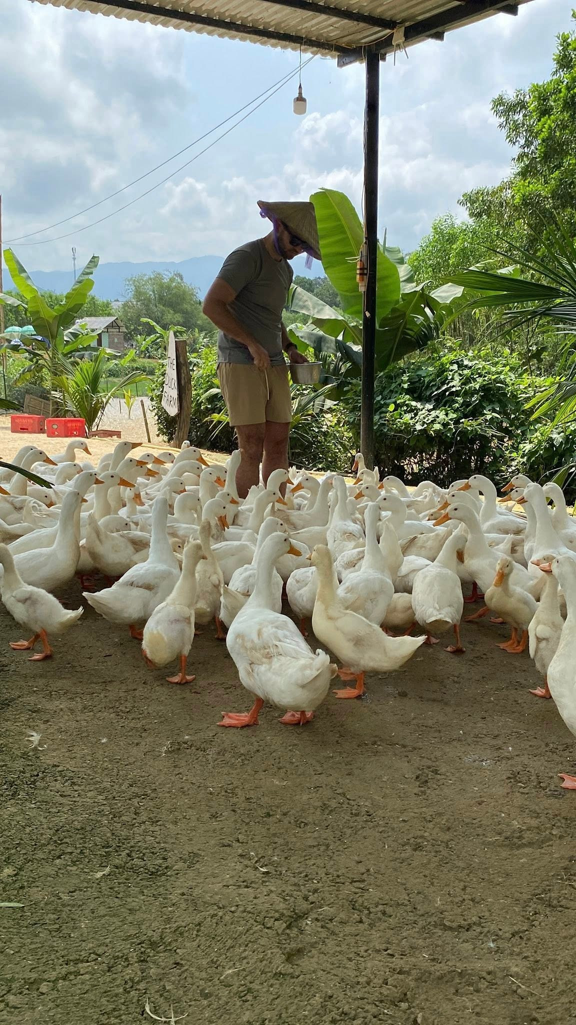 Du khách có cảm giác như mình là ‘vịt đầu đàn’ khi chúng vây quanh. Ảnh: FB Duck Farm Phong Nha