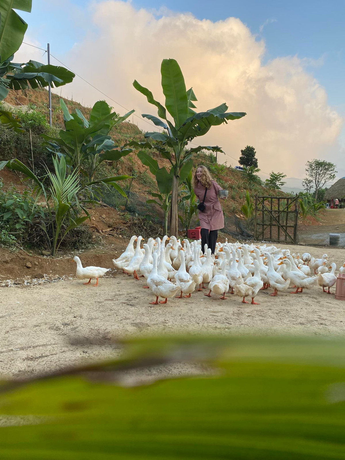 Trải nghiệm này mang đến cảm giác dễ chịu. Lúc vịt ăn hơi nhột song khiến mọi người cười sảng khoái. Ảnh: FB Duck Farm Phong Nha