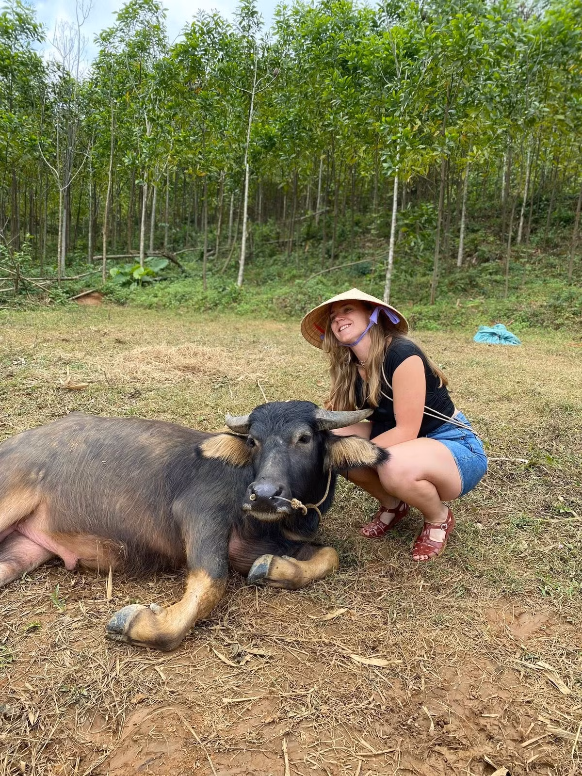 Những chú trâu tại đây được huấn luyện bài bản, có thể thực hiện các hiệu lệnh đứng lên hoặc nằm xuống theo yêu cầu của chủ vườn. Ảnh: FB Duck Farm Phong Nha