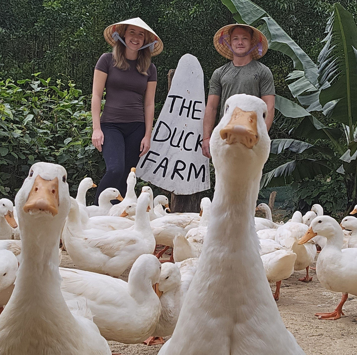 Khi cất tiếng gọi “qoạc qoạc”, đàn vịt nhanh chóng ùa tới, tạo nên khung cảnh náo nhiệt và đầy tiếng cười. Ảnh: FB Duck Farm Phong Nha