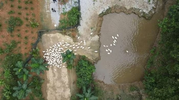 Nằm yên bình bên nhánh sông Son thơ mộng, một nông trại tại thôn Bồng Lai 1, xã Bố Trạch (Quảng Bình), thu hút đông đảo khách quốc tế nhờ dịch vụ 'massage vịt' lạ mắt. Ảnh: Báo Đà Nẵng