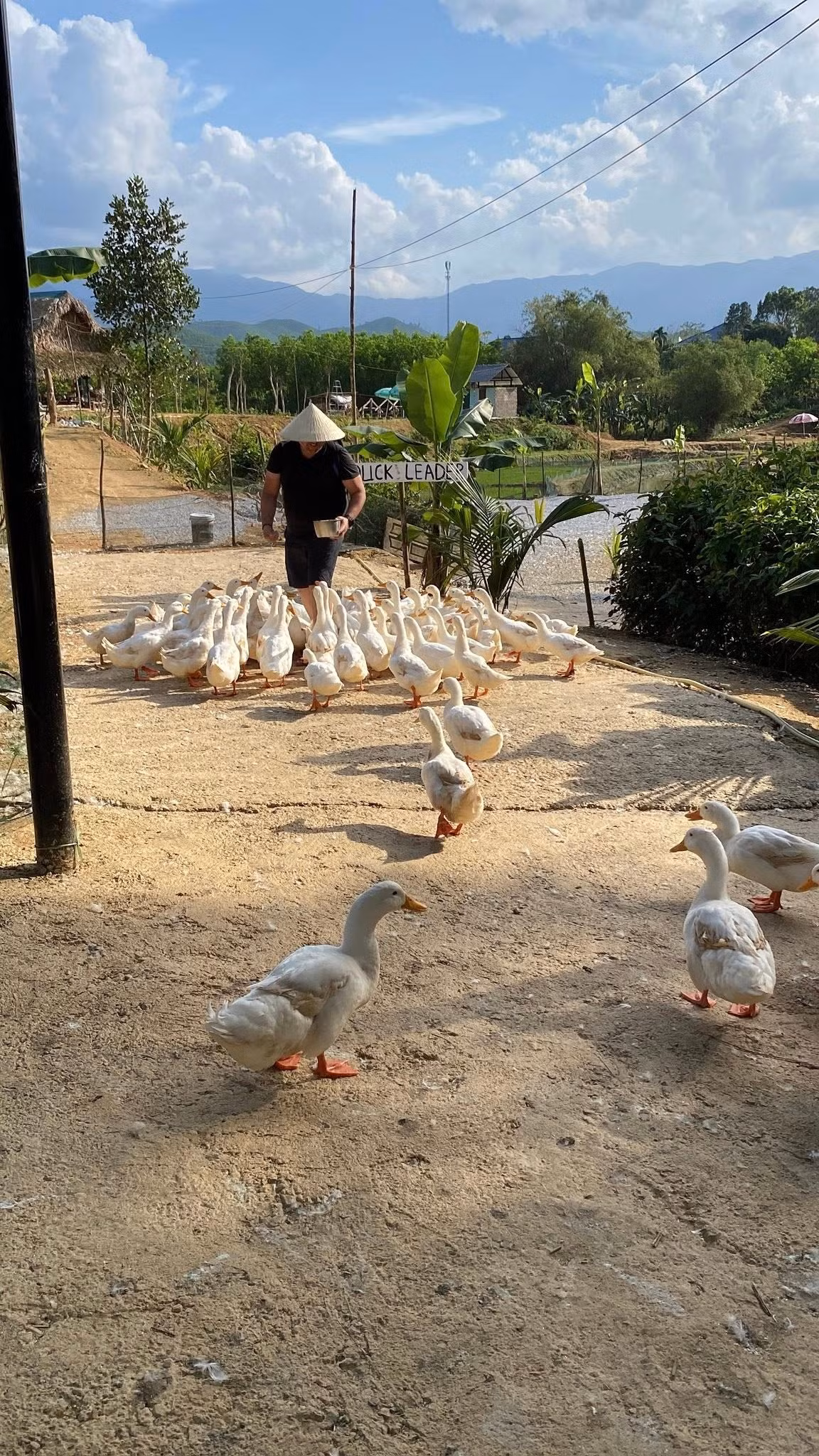 Giá vé trải nghiệm tại nông trại 120.000 đồng mỗi người trong khoảng 2 giờ. Ảnh: FB Duck Farm Phong Nha