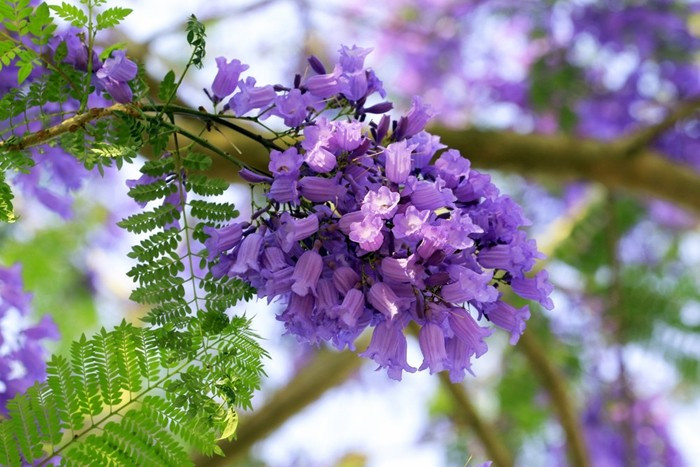 Phượng tím được ưa chuộng nhờ sắc hoa hiếm gặp. Vào mùa nở rộ, toàn bộ tán cây được phủ kín bởi gam tím xanh dịu nhẹ, mang lại cảm giác mát lành. Ảnh: Tiền phong