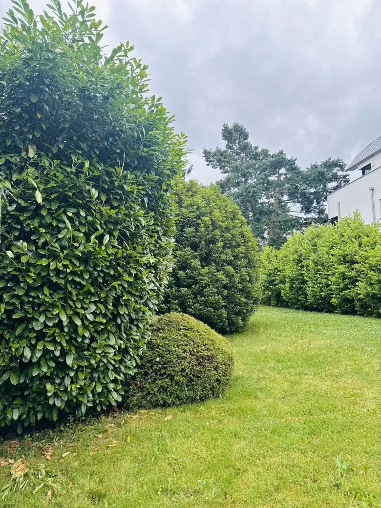 Lối đi sau nhà là khóm cây xanh mướt, tỉa tròn đều, mang đến cảm giác thanh bình. Ảnh: FB Hoàng Thị Mỹ Lệ