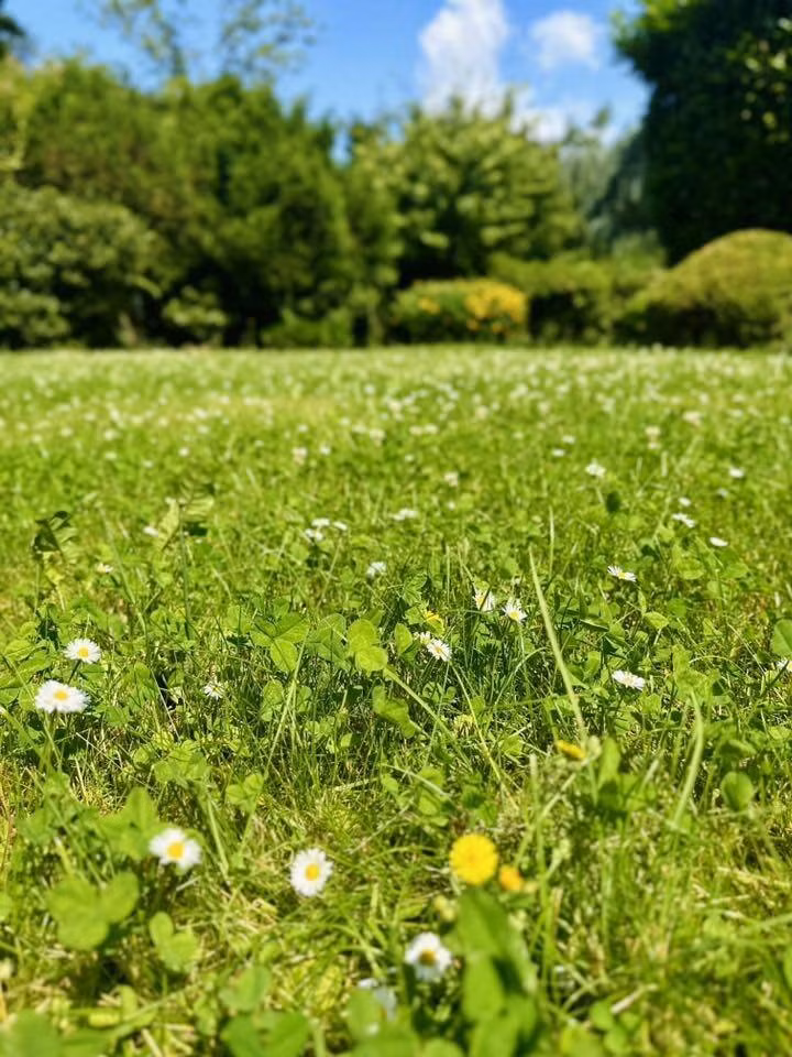 Hoa vàng hoa trắng nổi bật trên thảm cỏ xanh. Ảnh: FB Hoàng Thị Mỹ Lệ