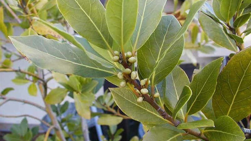 View - Loại lá rụng đầy vườn ở Việt Nam, ra nước ngoài 2 triệu đồng/kg | Báo Tri thức và Cuộc sống - TIN TỨC PHỔ BIẾN KIẾN THỨC 24H