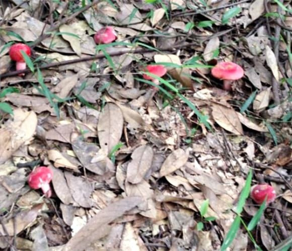 View - "Lộc trời" chỉ xuất hiện ban đêm giá triệu đồng/kg vẫn "cháy hàng" | Báo Tri thức và Cuộc sống - TIN TỨC PHỔ BIẾN KIẾN THỨC 24H