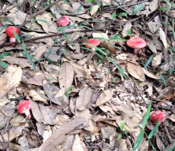 Để kịp thu hoạch, người hái nấm phải dậy, từ 2-3 giờ sáng, mang theo đèn pin lặn lội vào rừng. Ảnh: Internet