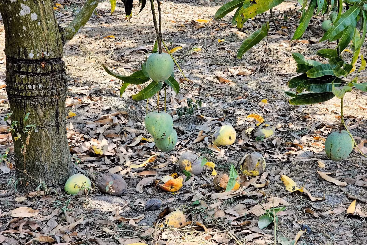 Trong khi đó, thị trường trong nước tiêu thụ chậm, chủ yếu các tỉnh phía Nam. Ảnh: Khánh Hòa News