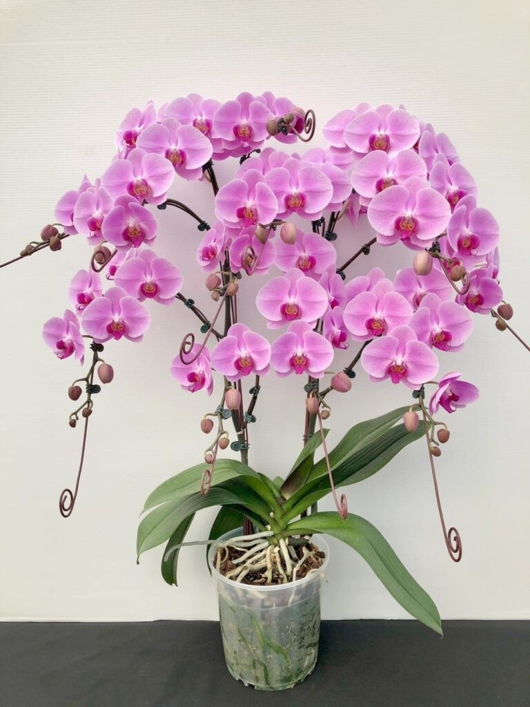 Lan hồ điệp nổi tiếng với vẻ đẹp sang trọng và khả năng chịu lạnh tốt. Trong điều kiện thời tiết mát mẻ, đặc biệt vào mùa lạnh, lan hồ điệp sinh trưởng ổn định, hoa nở lâu và bền màu hơn. Ảnh: Tiki