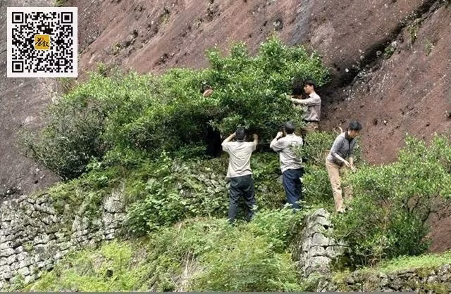 Mỗi năm, sản lượng thu hoạch từ các cây gốc này chỉ tính bằng gam, khiến chúng trở thành báu vật. Ảnh: Chaxu