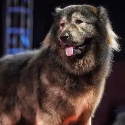 Sau khi được đưa về Ấn Độ, Cadabomb Okami đã trở thành tâm điểm chú ý mỗi khi xuất hiện tại các sự kiện. Ảnh: Nine