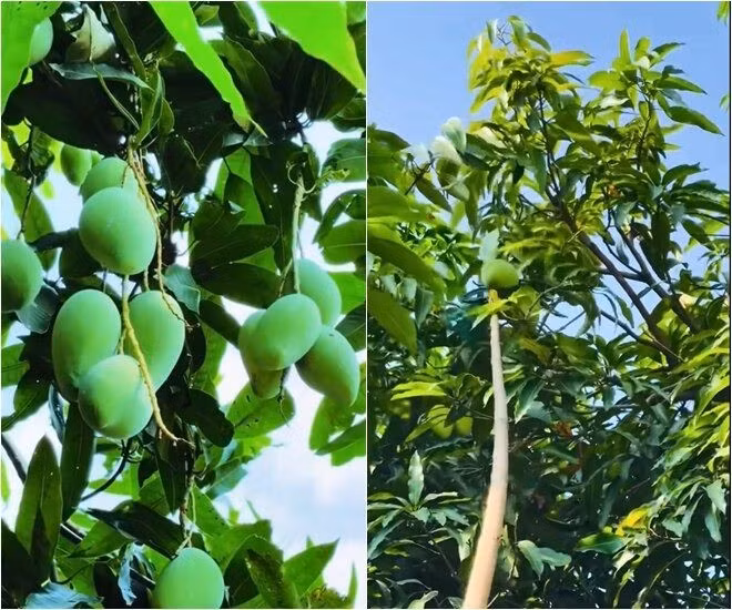 Bên cạnh đó, khu vườn còn có xoài tứ quý, xoài cát Hòa Lộc, xoài Úc...Ảnh chụp màn hình