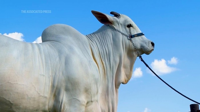 Tuy nhiên, Viatina-19 vượt trội hơn phần lớn những con bò cùng giống nhờ gen di truyền vượt trội và giá trị nhân giống quốc tế. Ảnh: YouTube