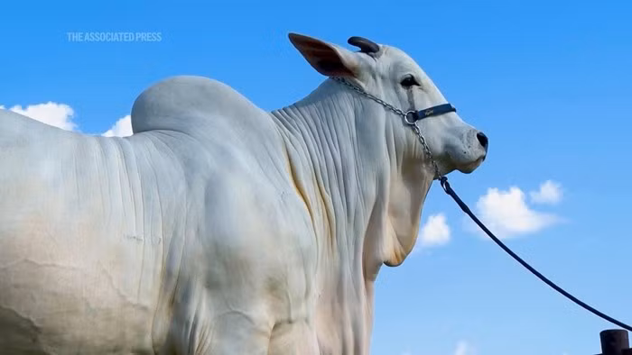 Tuy nhiên, Viatina-19 vượt trội hơn phần lớn những con bò cùng giống nhờ gen di truyền vượt trội và giá trị nhân giống quốc tế. Ảnh: YouTube