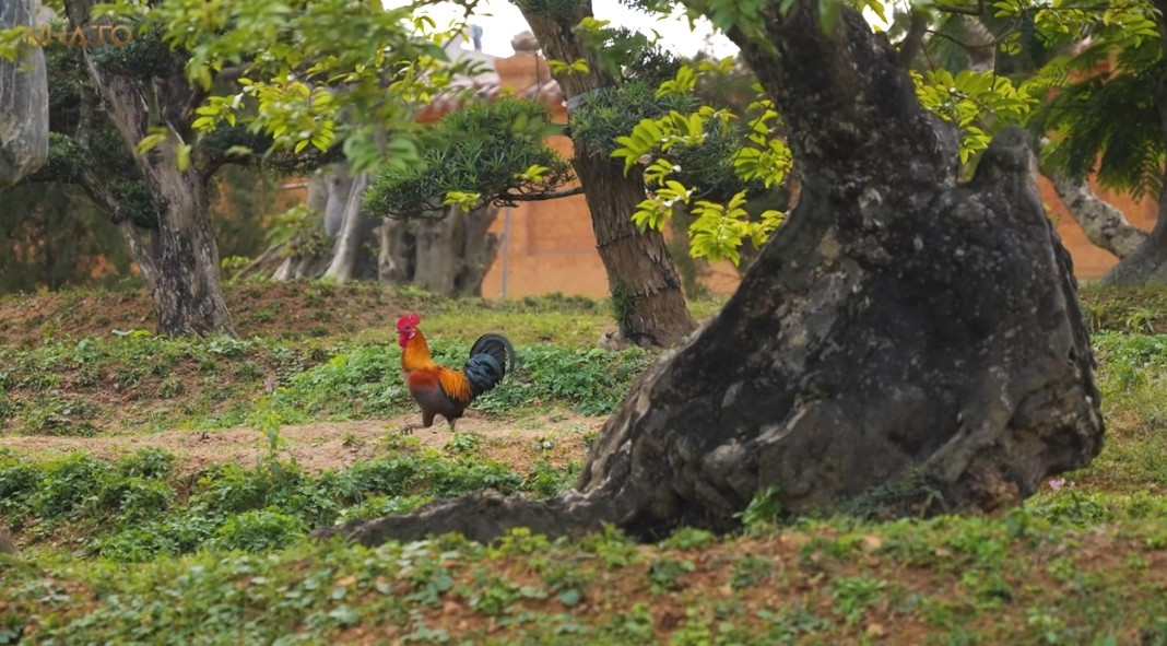 Đáng chú ý, trong khu vườn có gần 100 con gà thả vườn. Ảnh chụp màn hình