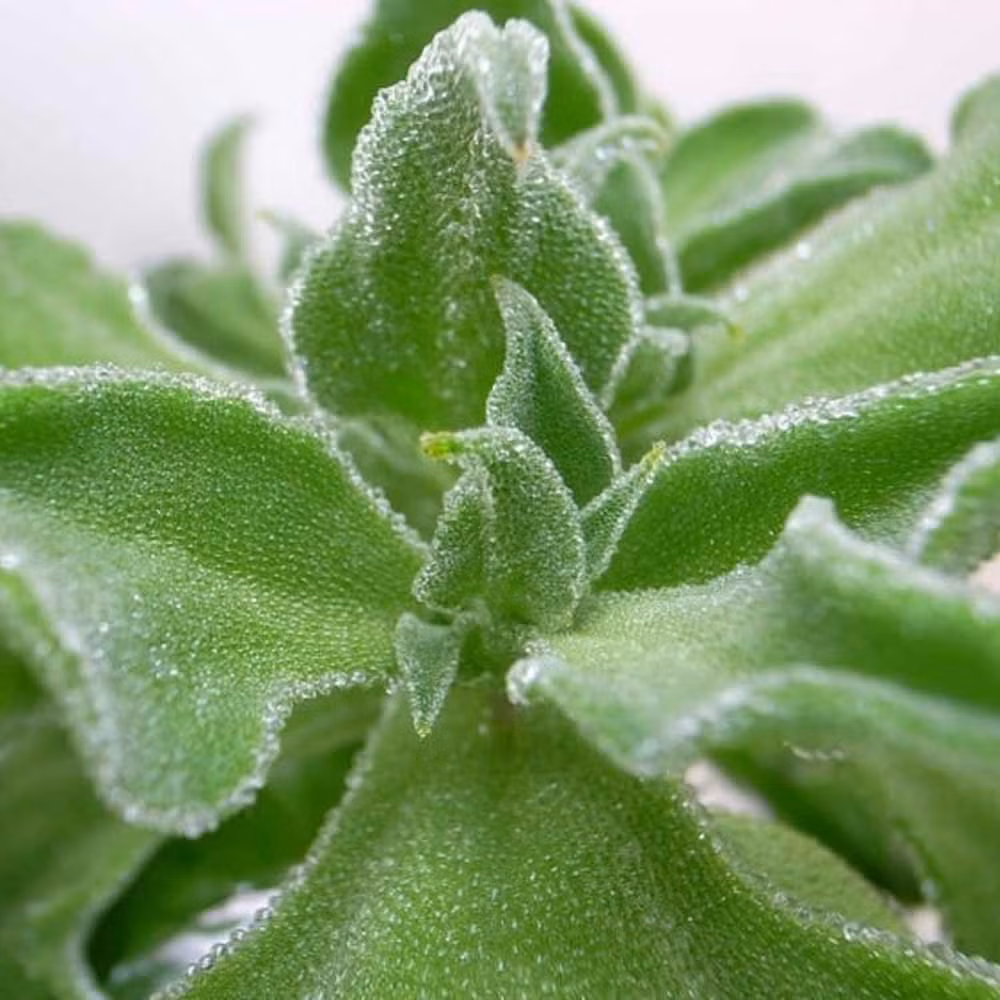 Rau bông tuyết chịu hạn tốt, có thể trồng quanh năm nhưng phát triển mạnh nhất vào mùa khô. Ảnh: Facebook