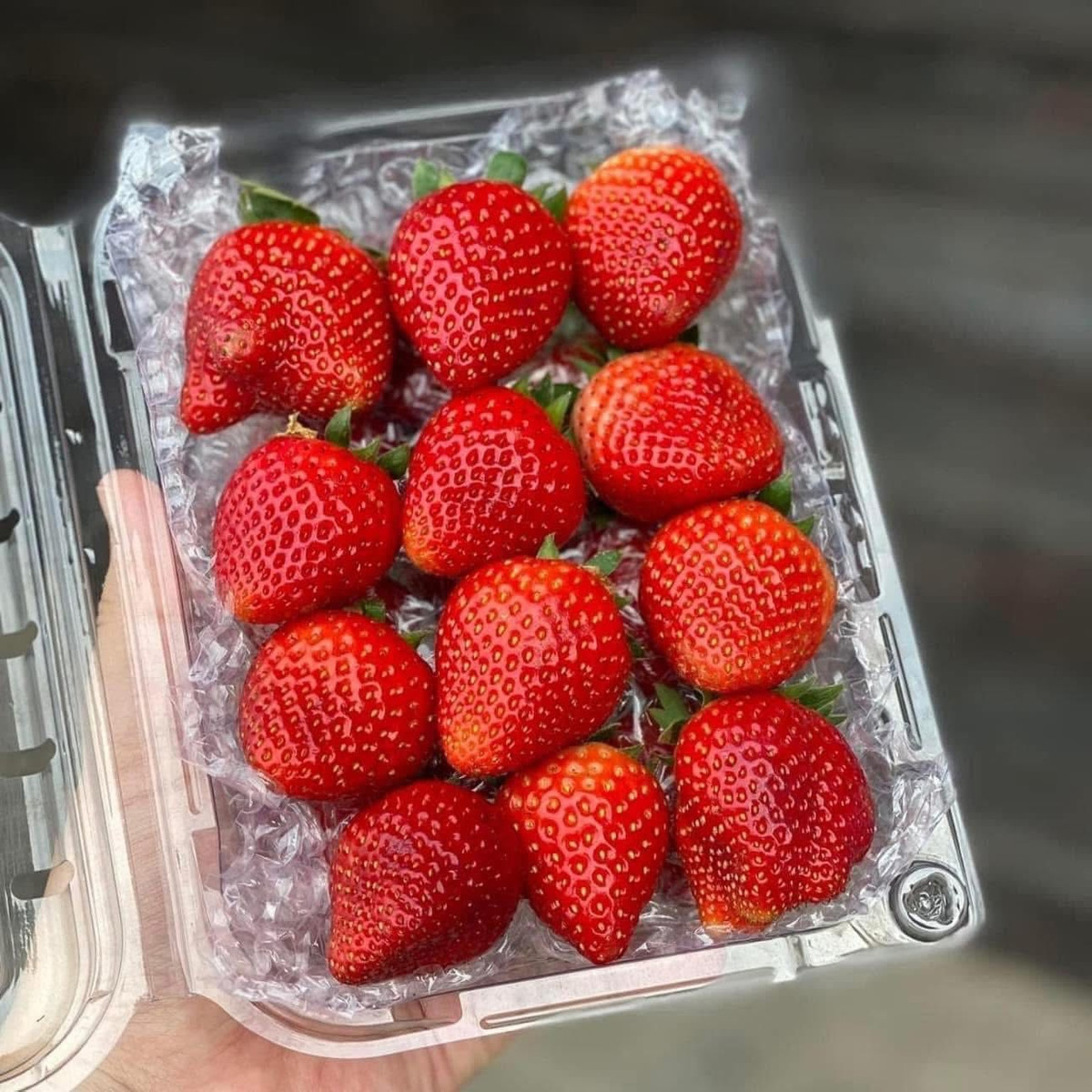 Sau đó, dâu được đóng hộp cẩn thận rồi chuyển về Hà Nội. Ảnh: Facebook