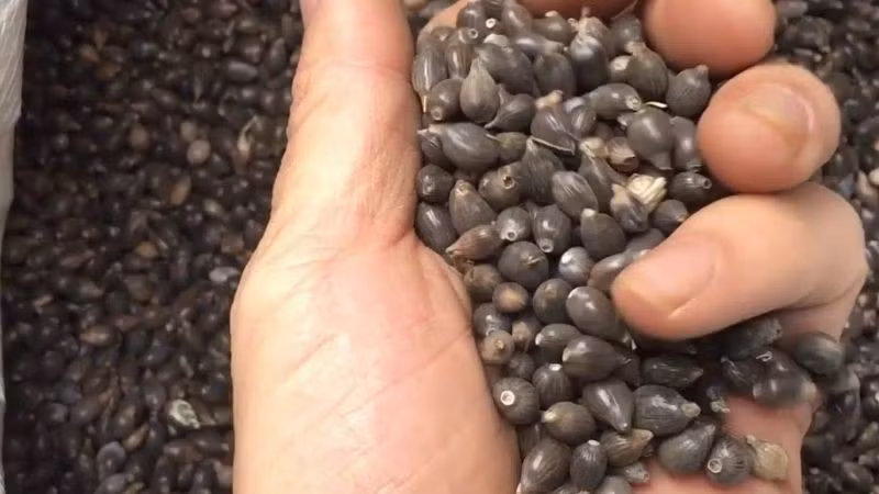 Trong khi đó, bo bo cườm là một loại hạt có hình dáng giống hạt cườm, thường sử dụng để xâu chuỗi, làm đồ thủ công. Ảnh: Điện máy xanh