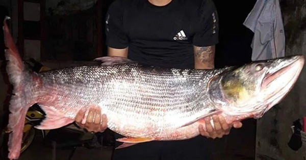 Cá măng sống Đà thường được người làm nghề chài lưới gọi là thủy quái sông Đà hay cá mập trên sông. Việc đánh bắt cá măng không dễ bởi nếu không chắc tay có thể bị chúng kéo xuống nước và tấn công. Ảnh: Facebook