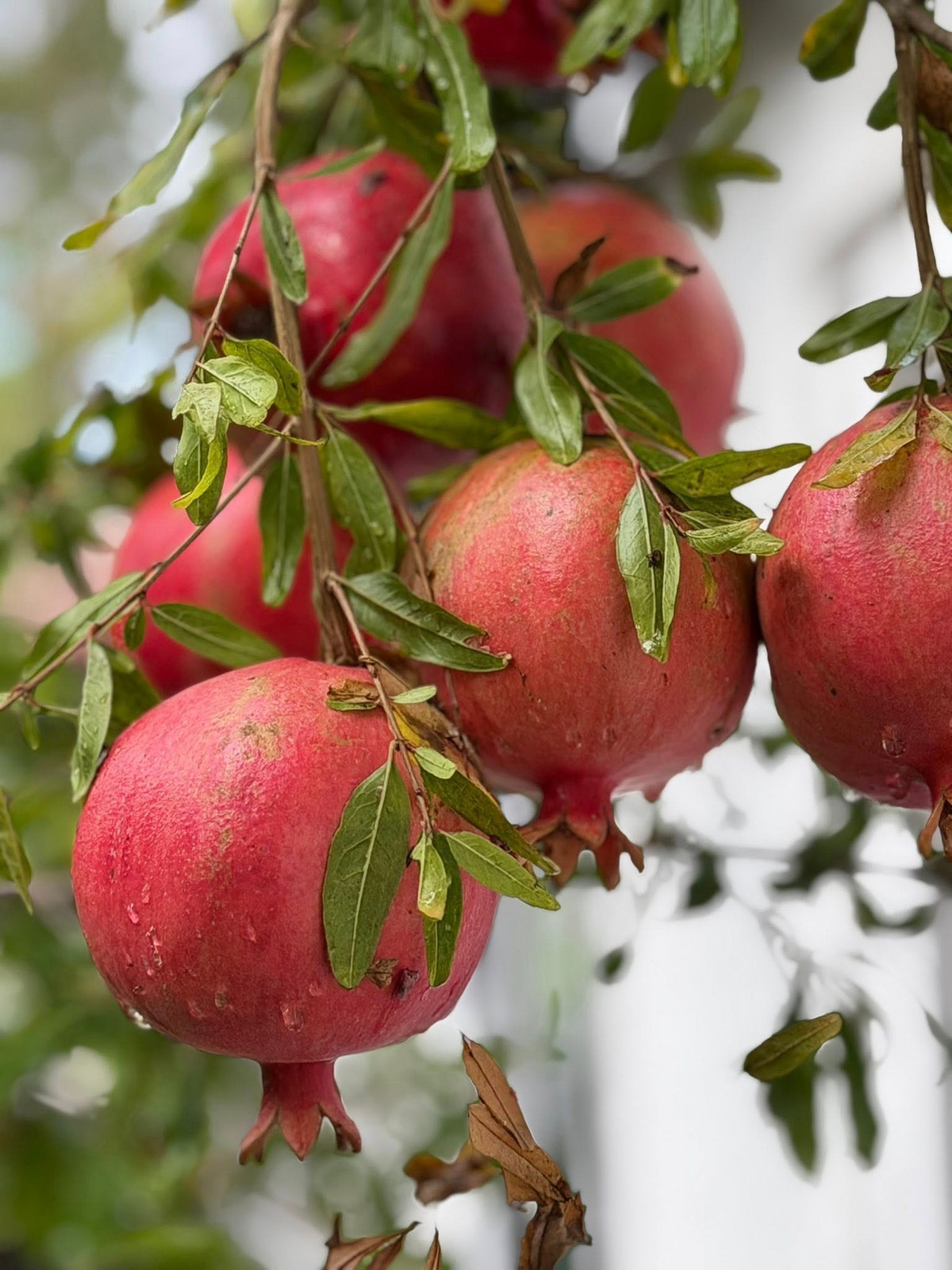 Cây lựu cho quả đỏ trĩu cành. Ảnh: FB Kim Hien