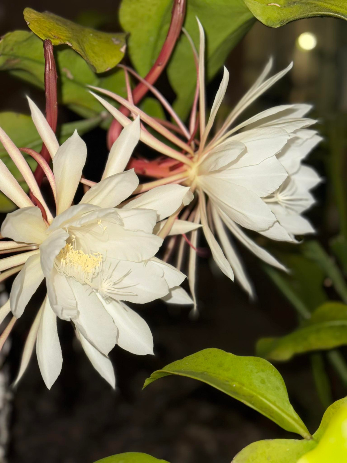 Hoa quỳnh nở giữa ban đêm. Ảnh: FB Kim Hien