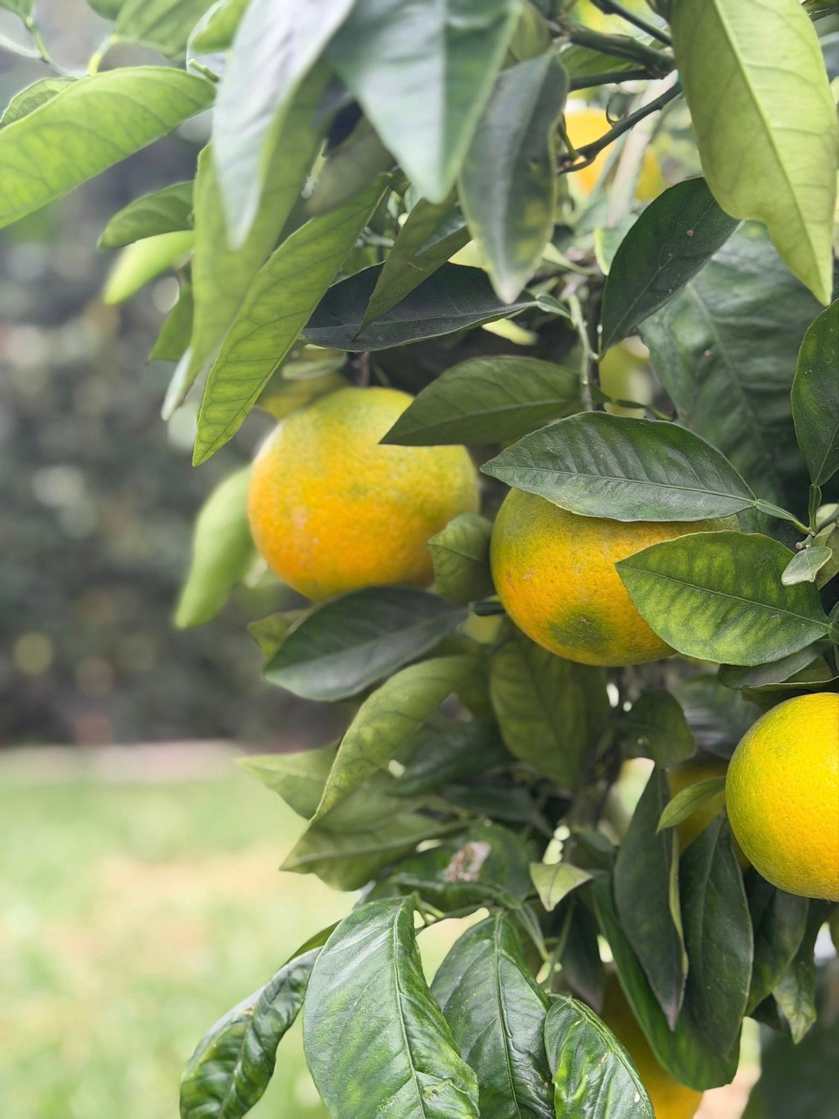 Cam sai trĩu cành. Ảnh: FB Kim Hien