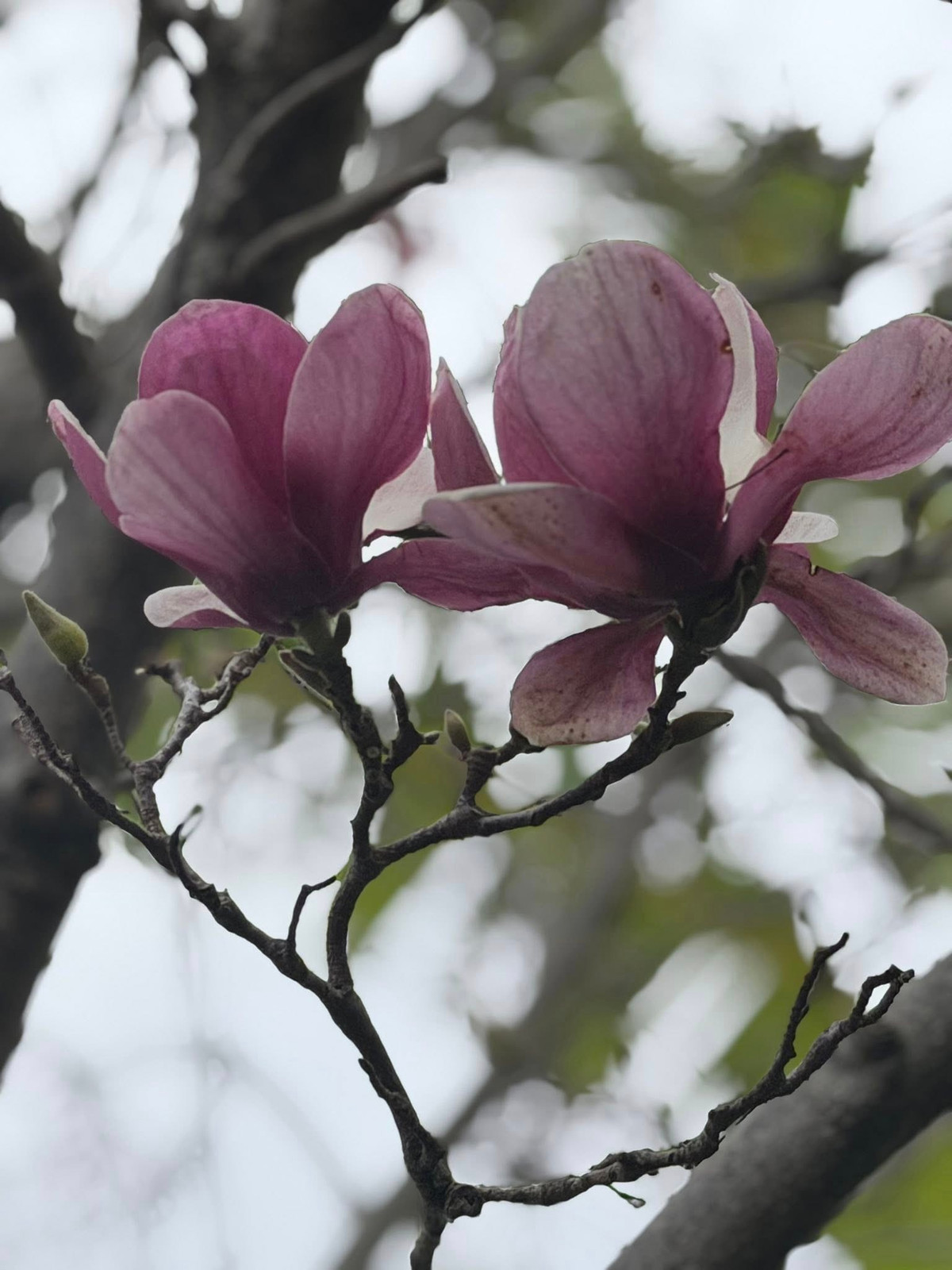 Các loại hoa đua nhau khoe sắc. Ảnh: FB Kim Hien