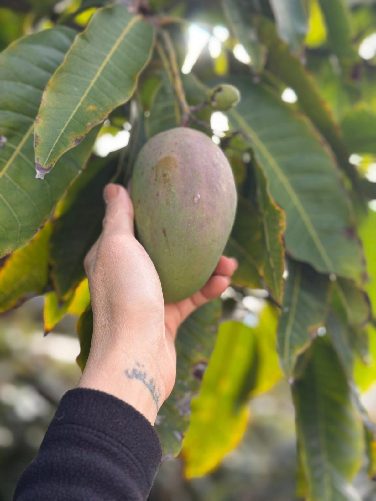 Xoài cũng cho trái to. Ảnh: FB Kim Hien