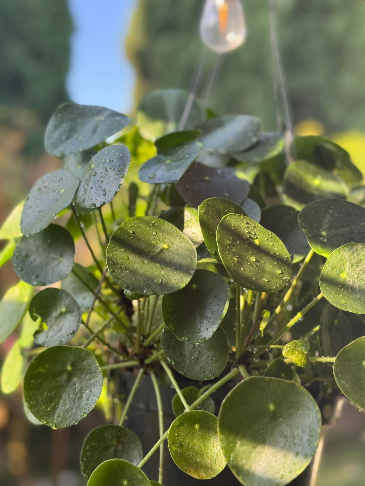 Từ những khóm hoa nở rộ đến cây cảnh, từng góc vườn đều mang đến cảm giác gần gũi thiên nhiên. Ảnh: FB Kim Hien